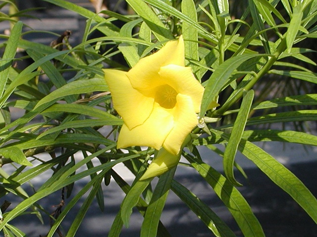 Thevetia peruviana - Tropischer Oleander gelb 80/100cm - BIO